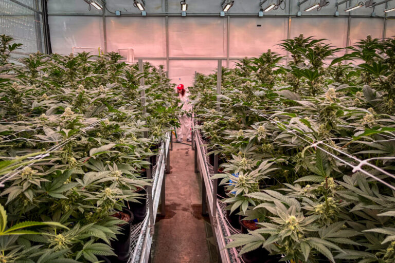 Trial opens in consultant’s $5 million injury lawsuit against St. Louis marijuana company