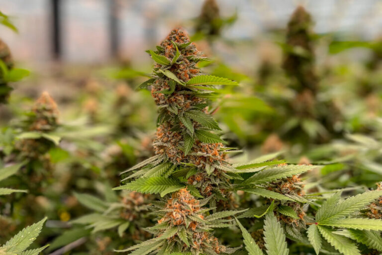 New rules take aim at ‘predatory’ contracts in Missouri cannabis microbusiness program