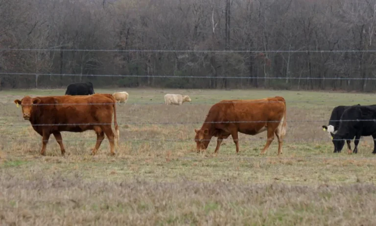 Fact-checking Donald Trump’s call for an investigation into meatpacking companies