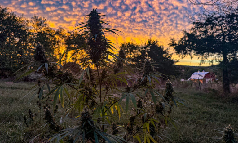 New federal regulations complicate Missouri debate over intoxicating hemp