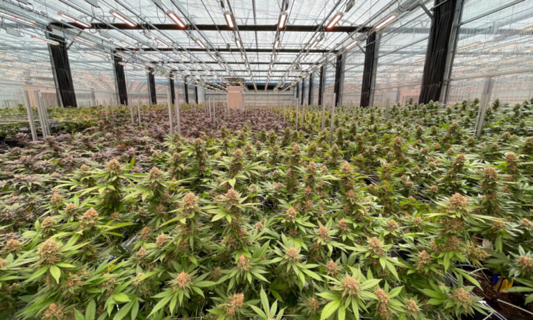 Nearly $100M in Missouri marijuana tax revenue sits unused despite voter mandate