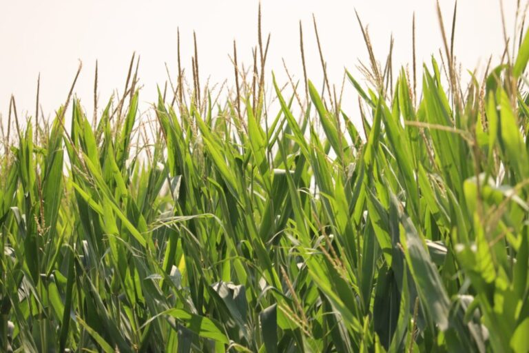 Trump EPA to ease restrictions on summer ethanol-blend sales as gas prices soar